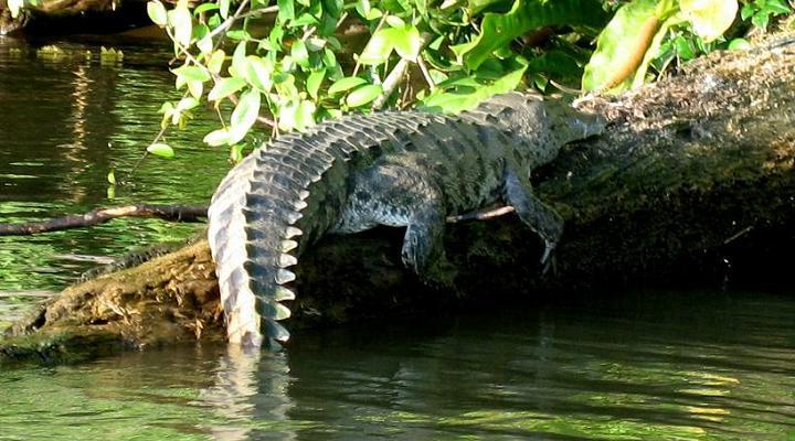 TORTUGUERO