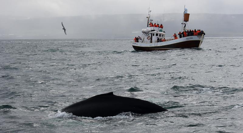 husavik