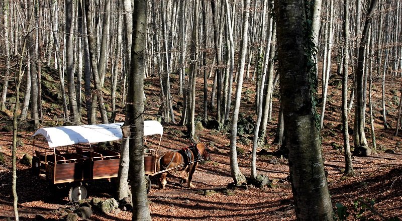 fageda-den-jorda