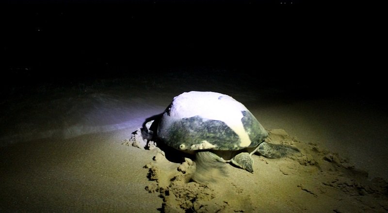 desove-tortugas-oman