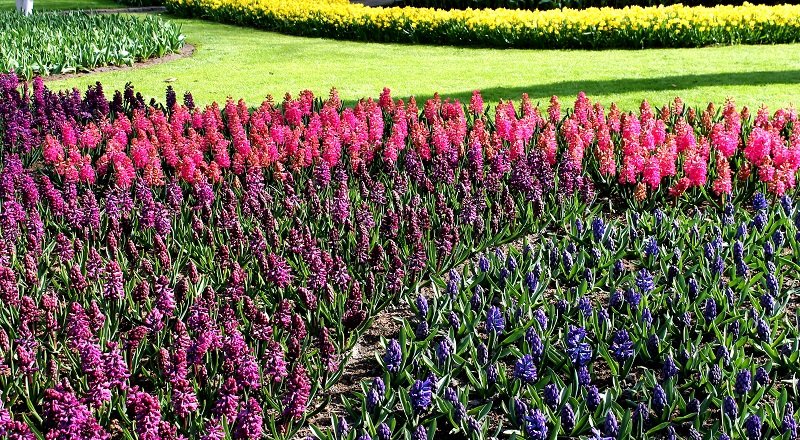 visitar-el-keukenhof