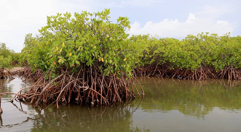 delta-del-sine-saloum
