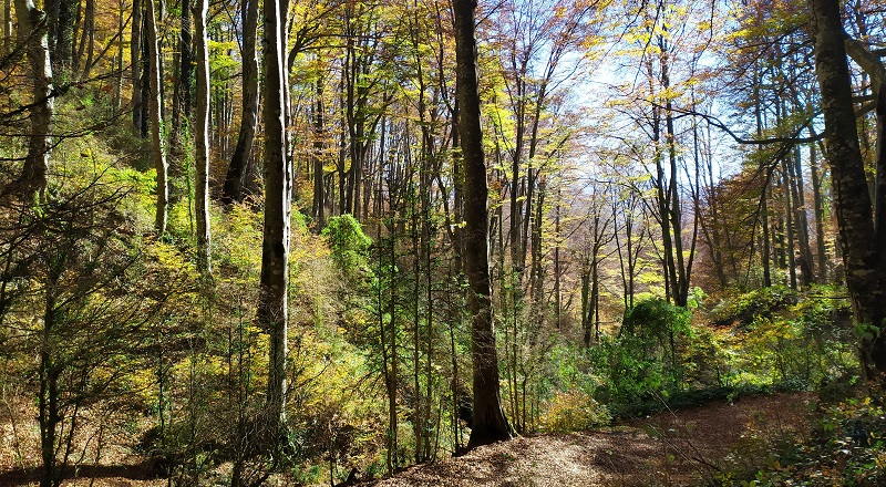 Fageda de la Grevolosa visitar Fageda de la Grevolosa