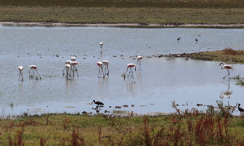 Doñana Parque de Doñana por libre