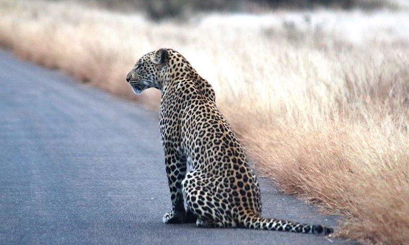 Consejos Parque Nacional Kruger