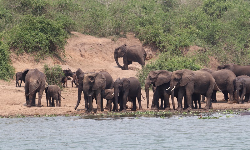 Animales de Uganda