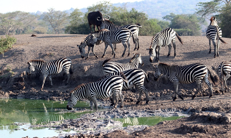 Consejos viaje a Uganda