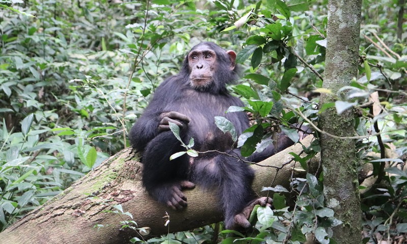 Trekking chimpances en Kibale