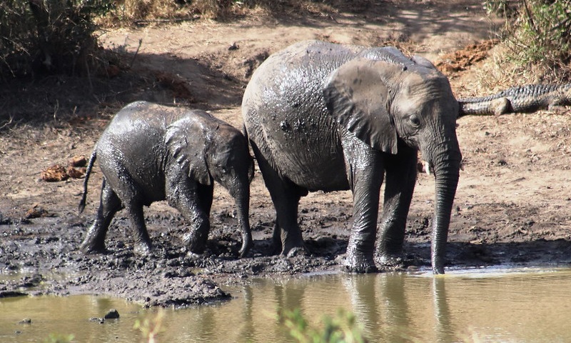 Mejores lugares de África para hacer un safari